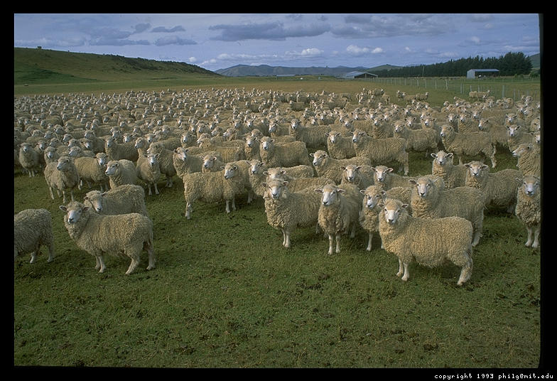 philip-sheep.jpg